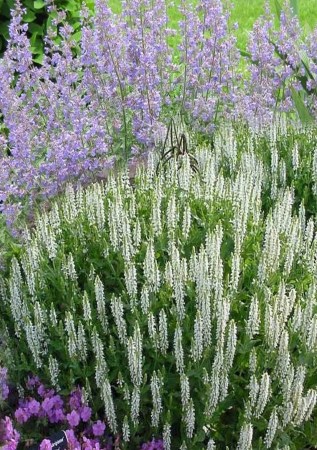 ШАВЛІЯ дібровна Schneehügel